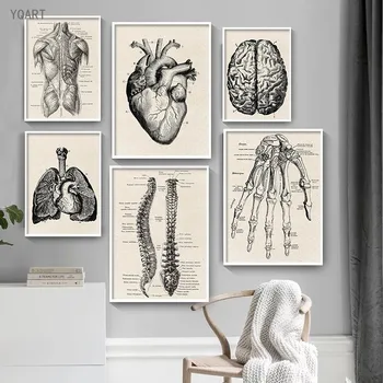 Старинные плакаты с анатомией человека, Медицинская настенная картина, мышечный скелет, картины на холсте для современного домашнего декора стен больницы и клиники